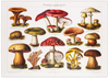Dieses Poster zeigt dir eine vintage Illustration von giftigen Pilzen. Dieses alte Bild ist die perfekte Deko für alle Botaniker und Gartenfreunde.