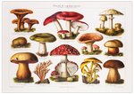 Dieses Poster zeigt dir eine vintage Illustration von giftigen Pilzen. Dieses alte Bild ist die perfekte Deko für alle Botaniker und Gartenfreunde.