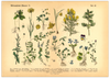 Das vintage Poster von wildwachsenden Pflanzen ist die 15. botanische Illustration von 1886 der lithographischen Anstalt F.R. Schepperlen 1880 - 1886. Das Bild zeigt heimische, Blumen und andere Pflanzen Pflanzen die auf Wiesen, im Garten und in Wäldern zu finden sind. 