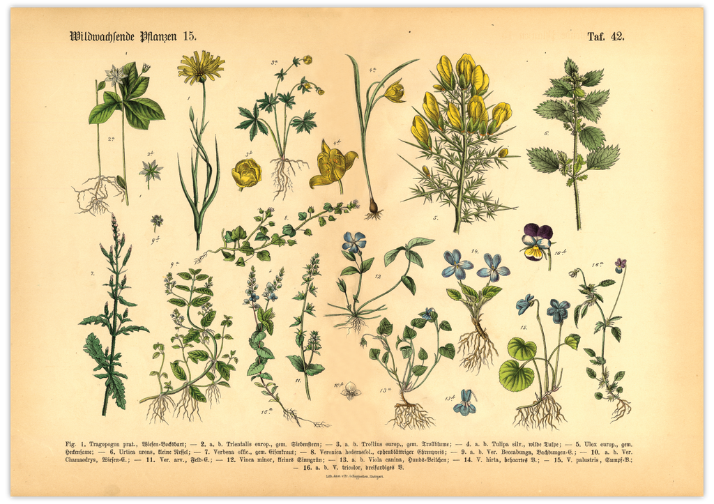 Das vintage Poster von wildwachsenden Pflanzen ist die 15. botanische Illustration von 1886 der lithographischen Anstalt F.R. Schepperlen 1880 - 1886. Das Bild zeigt heimische, Blumen und andere Pflanzen Pflanzen die auf Wiesen, im Garten und in Wäldern zu finden sind. 