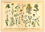 Das vintage Poster von wildwachsenden Pflanzen ist die 15. botanische Illustration von 1886 der lithographischen Anstalt F.R. Schepperlen 1880 - 1886. Das Bild zeigt heimische, Blumen und andere Pflanzen Pflanzen die auf Wiesen, im Garten und in Wäldern zu finden sind. 