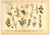 Dieses vitange Bild ist eine botanische Illustration von verschiedenen wildwachsenden Pflanzen und damit die ideale Wanddeko für deine Küche und dein Esszimmer.