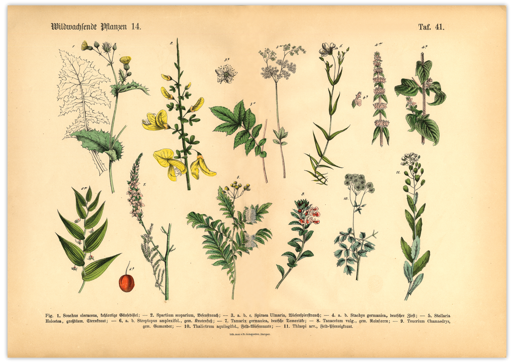 Dieses vitange Bild ist eine botanische Illustration von verschiedenen wildwachsenden Pflanzen und damit die ideale Wanddeko für deine Küche und dein Esszimmer.