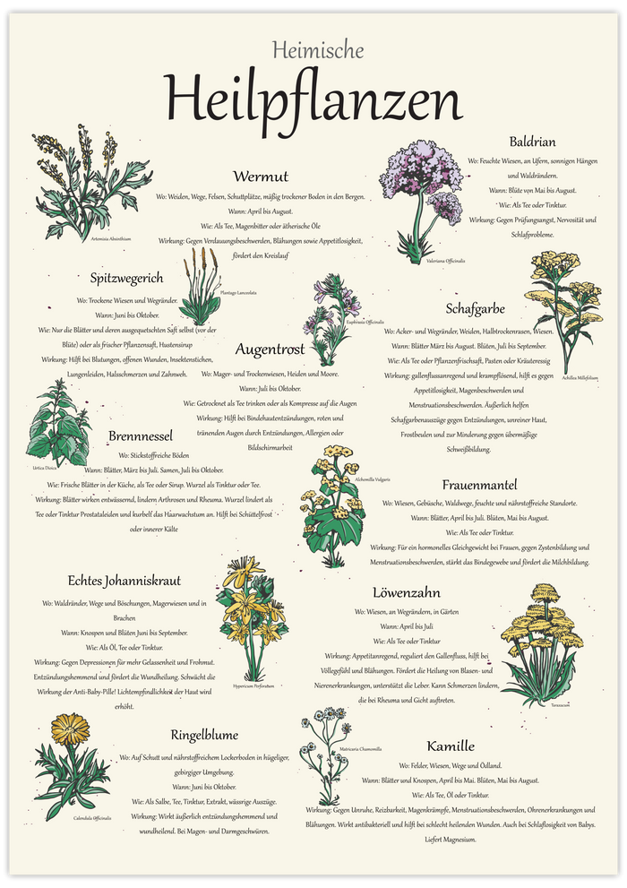 heimische Heilpflanzen Poster | botanische Illustration