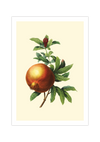 Dieses Poster zeigt eine vintage Obst Zeichnung eines Granatapfels im viktorianischen Still.