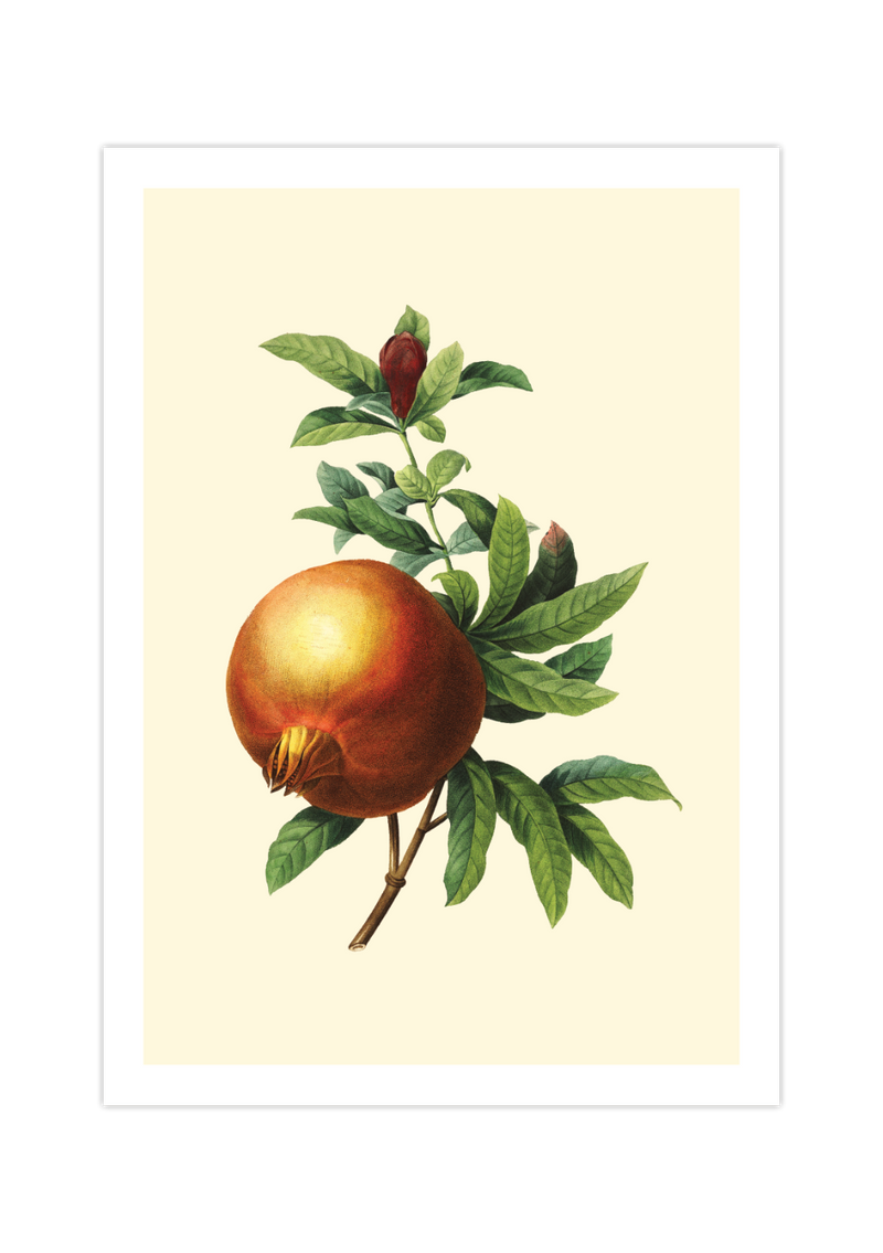 Dieses Poster zeigt eine vintage Obst Zeichnung eines Granatapfels im viktorianischen Still.