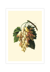 Auf diesem Poster siehst du eine botanische Illustration von Trauben. Dieses vintage Bild eignet sich perfekt als Dekoration für deine Küche.