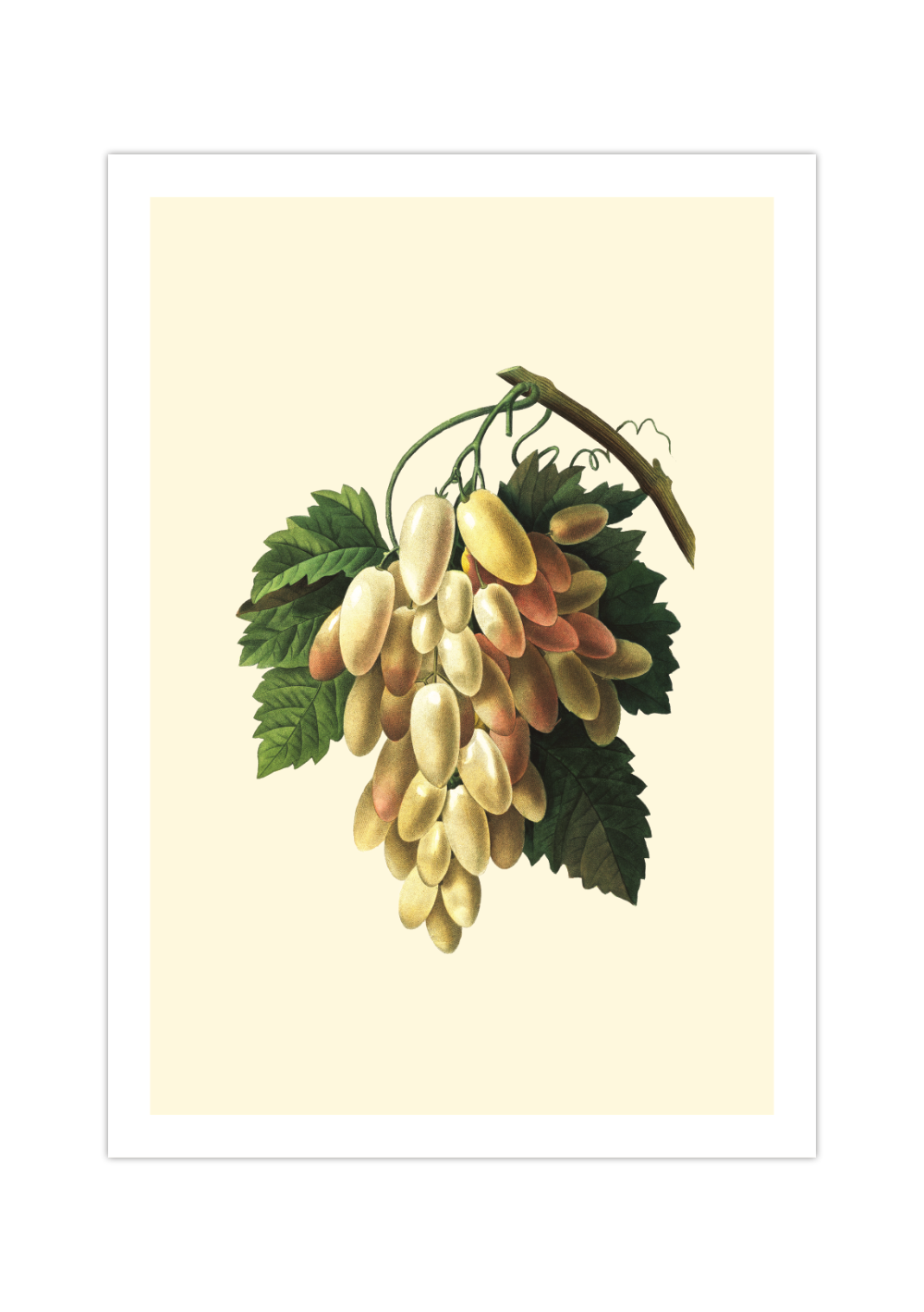 Auf diesem Poster siehst du eine botanische Illustration von Trauben. Dieses vintage Bild eignet sich perfekt als Dekoration für deine Küche.
