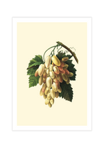 Auf diesem Poster siehst du eine botanische Illustration von Trauben. Dieses vintage Bild eignet sich perfekt als Dekoration für deine Küche.
